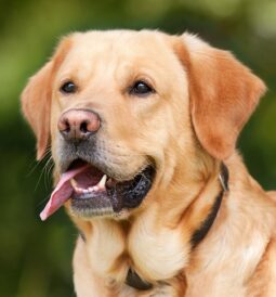 Czym jest bezzbożowa karma dla psa